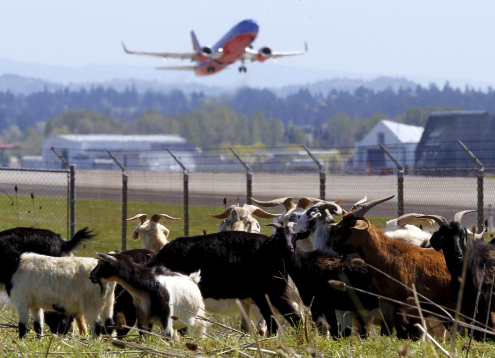 PDX Employs New Furry Lawnmowers